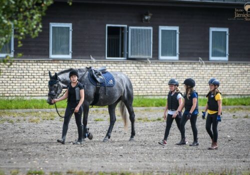 Stable horses